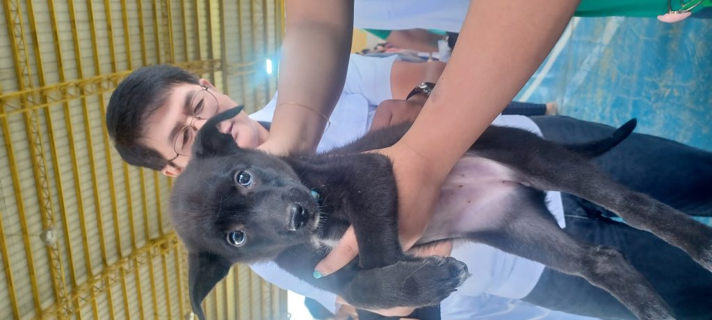 3 day Spay & Neuter