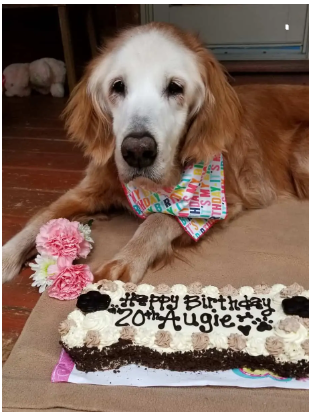 Augie, The World’s Oldest Golden Retriever