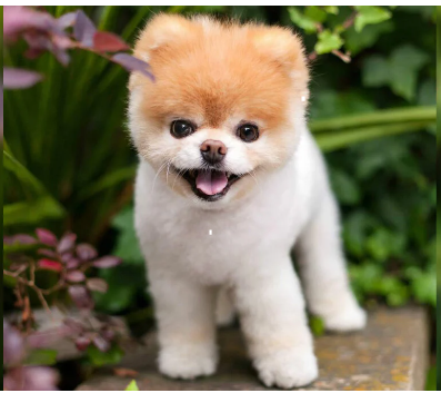 Boo, the precious internet-famous Pomeranian