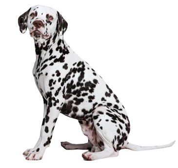 Dalmatian