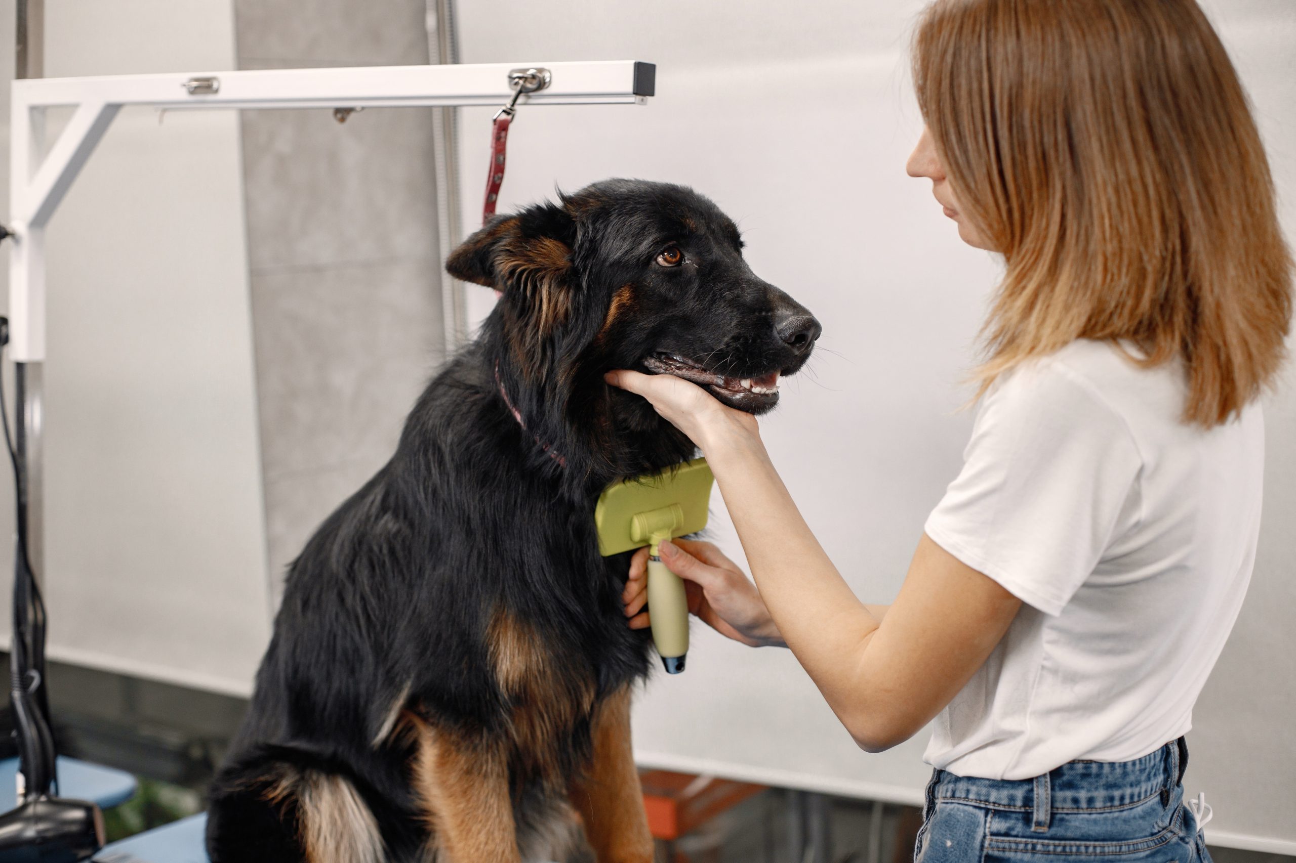 dog brushing