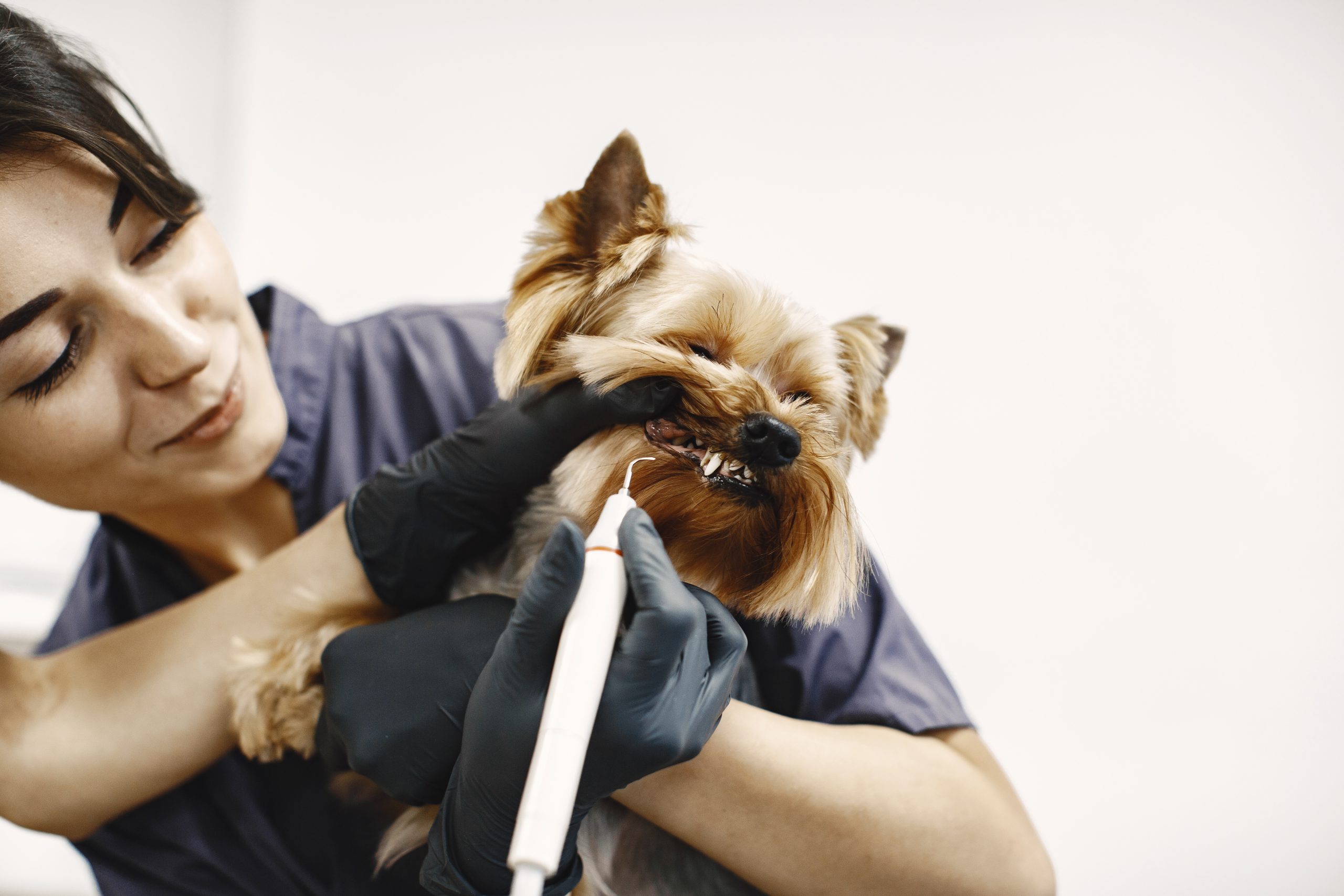 Brushing teeth process.  Dog