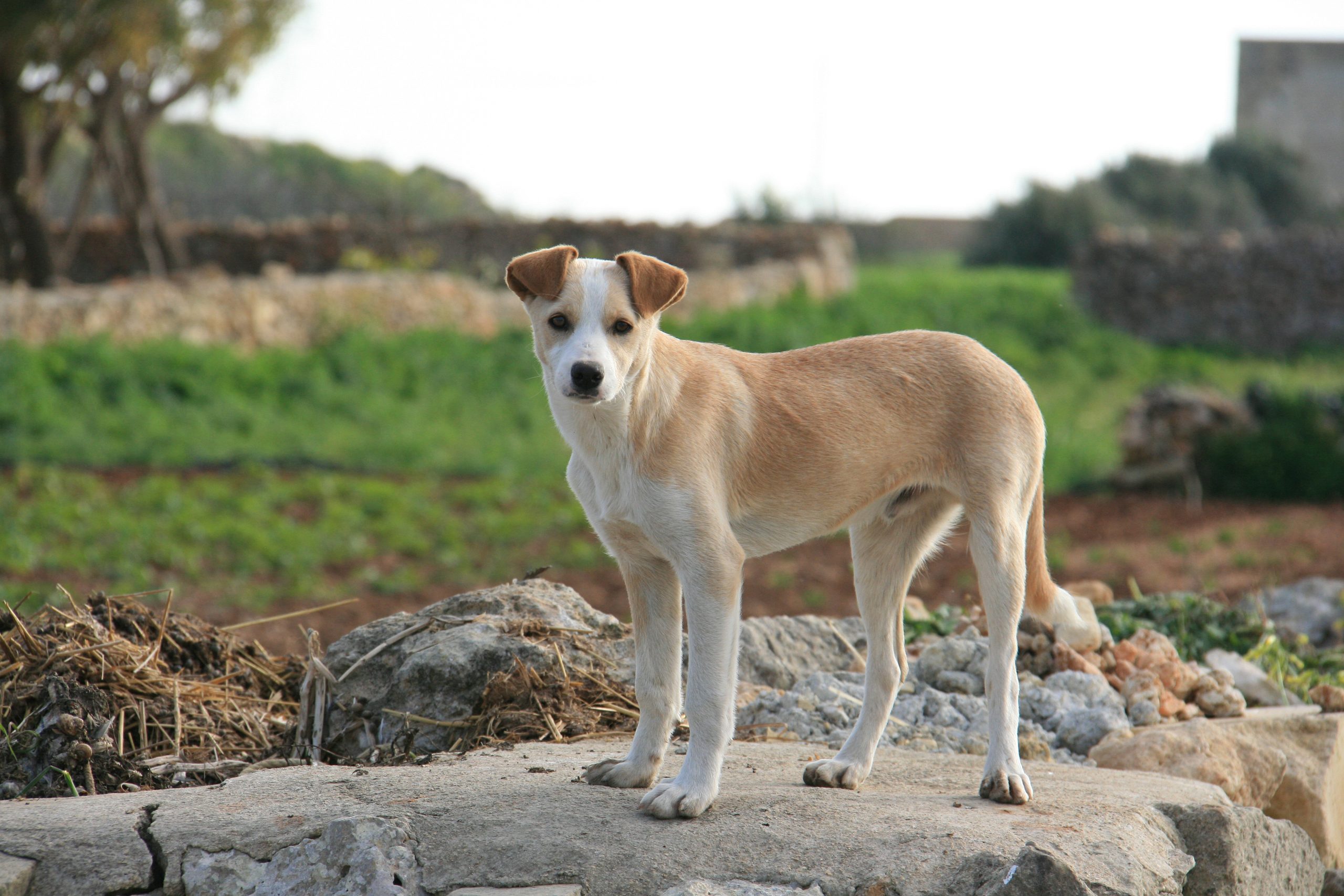 Aspin (Asong Pinoy)