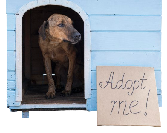 smiley-dog-with-adopt-me-banner