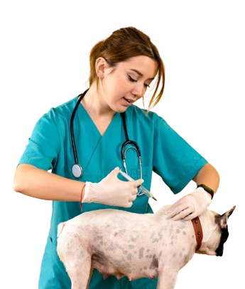 dog_vaccinated