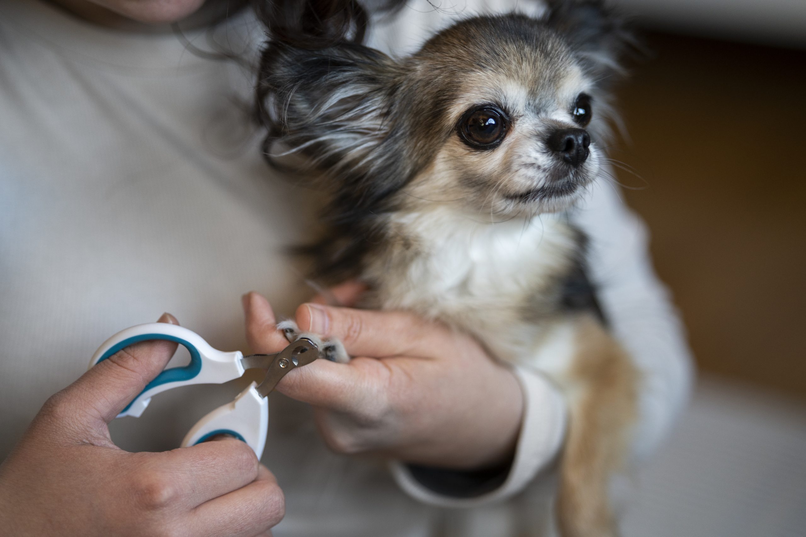 dog nail trimming