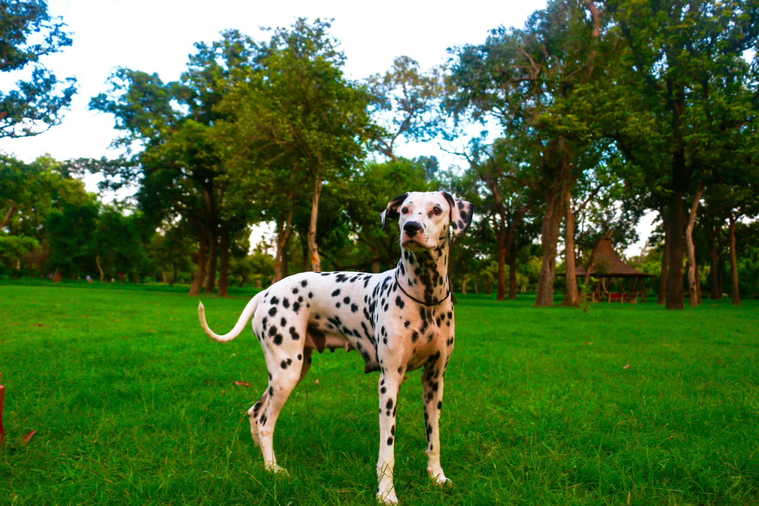 Dalmatian