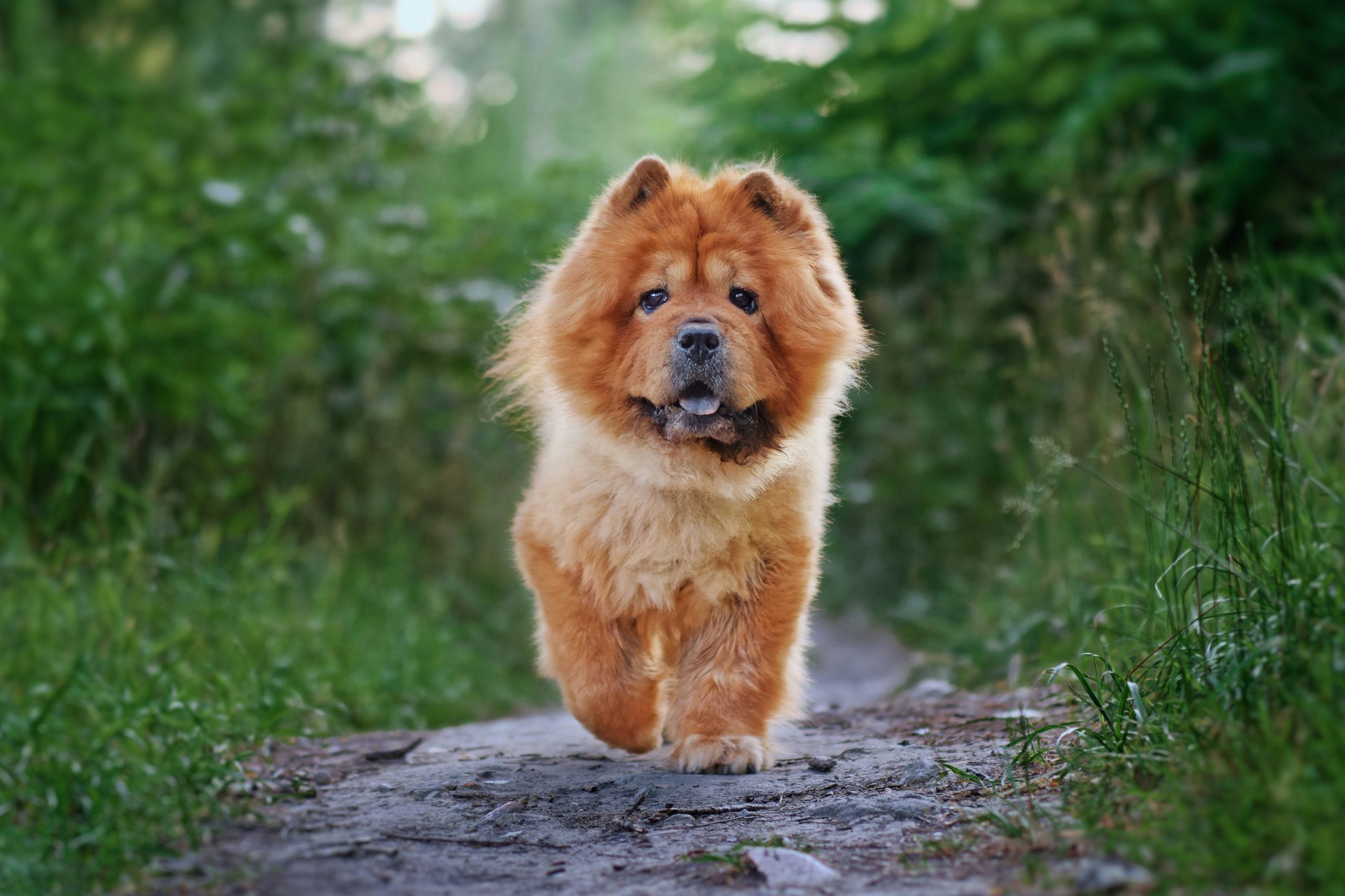 Chow Chow