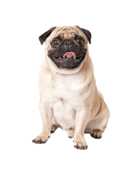 Pug