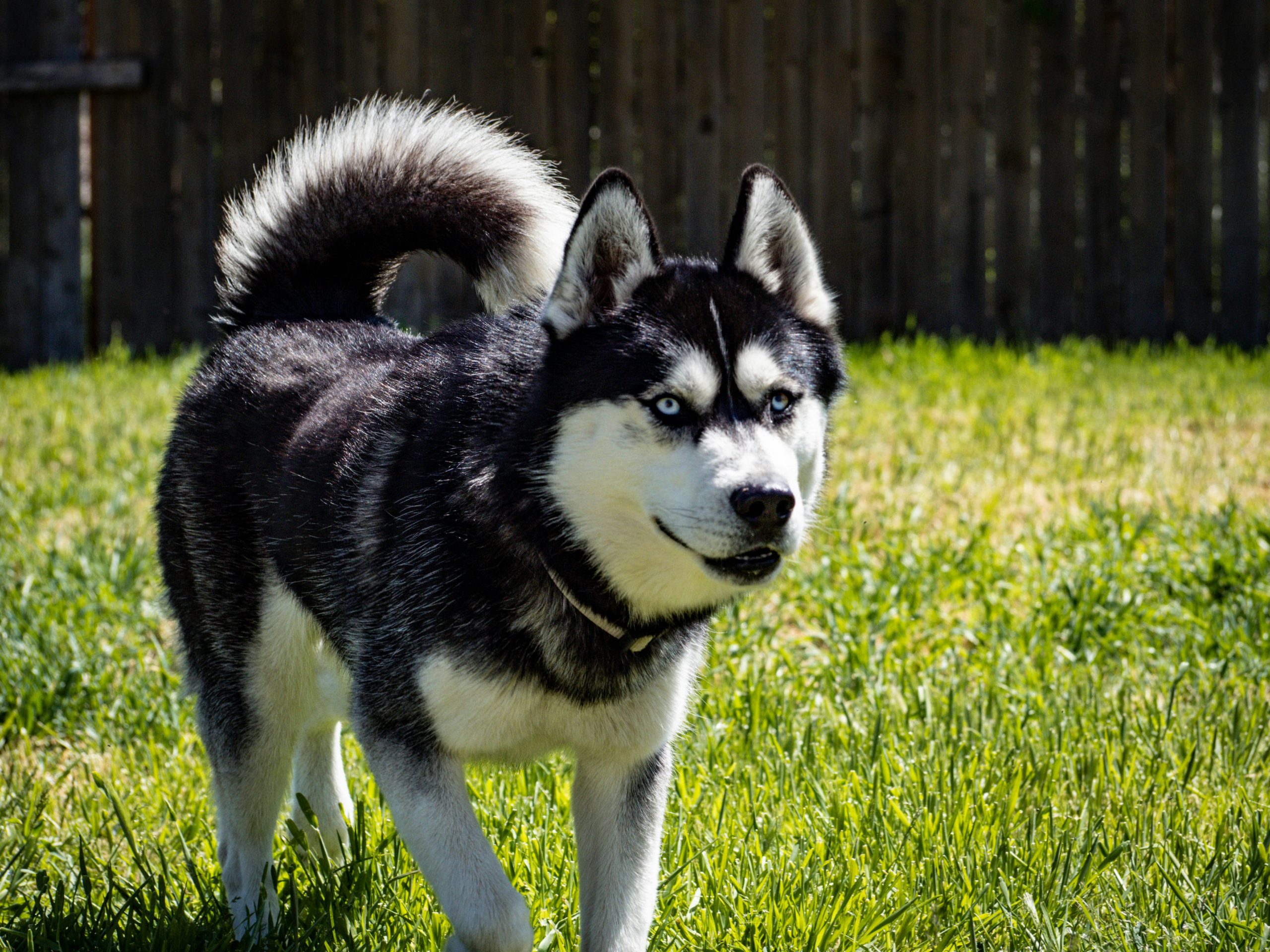 Siberian Husky