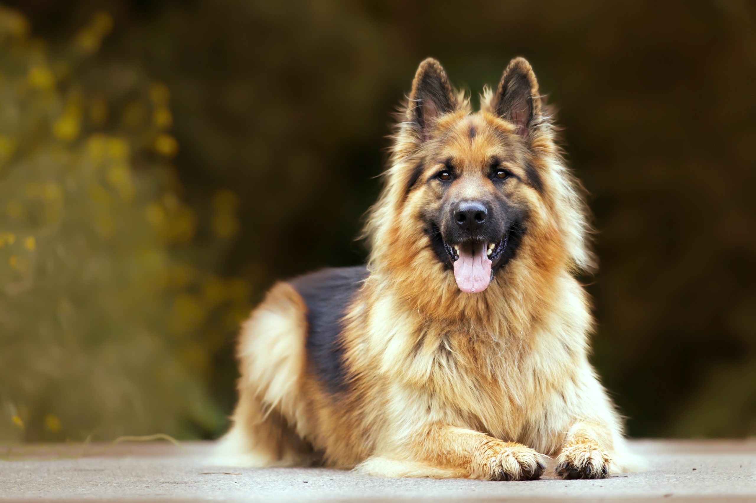 German Shepherd