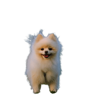 Pomeranian