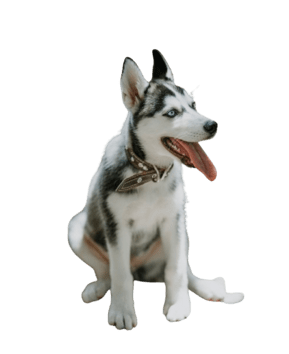 Siberian Husky