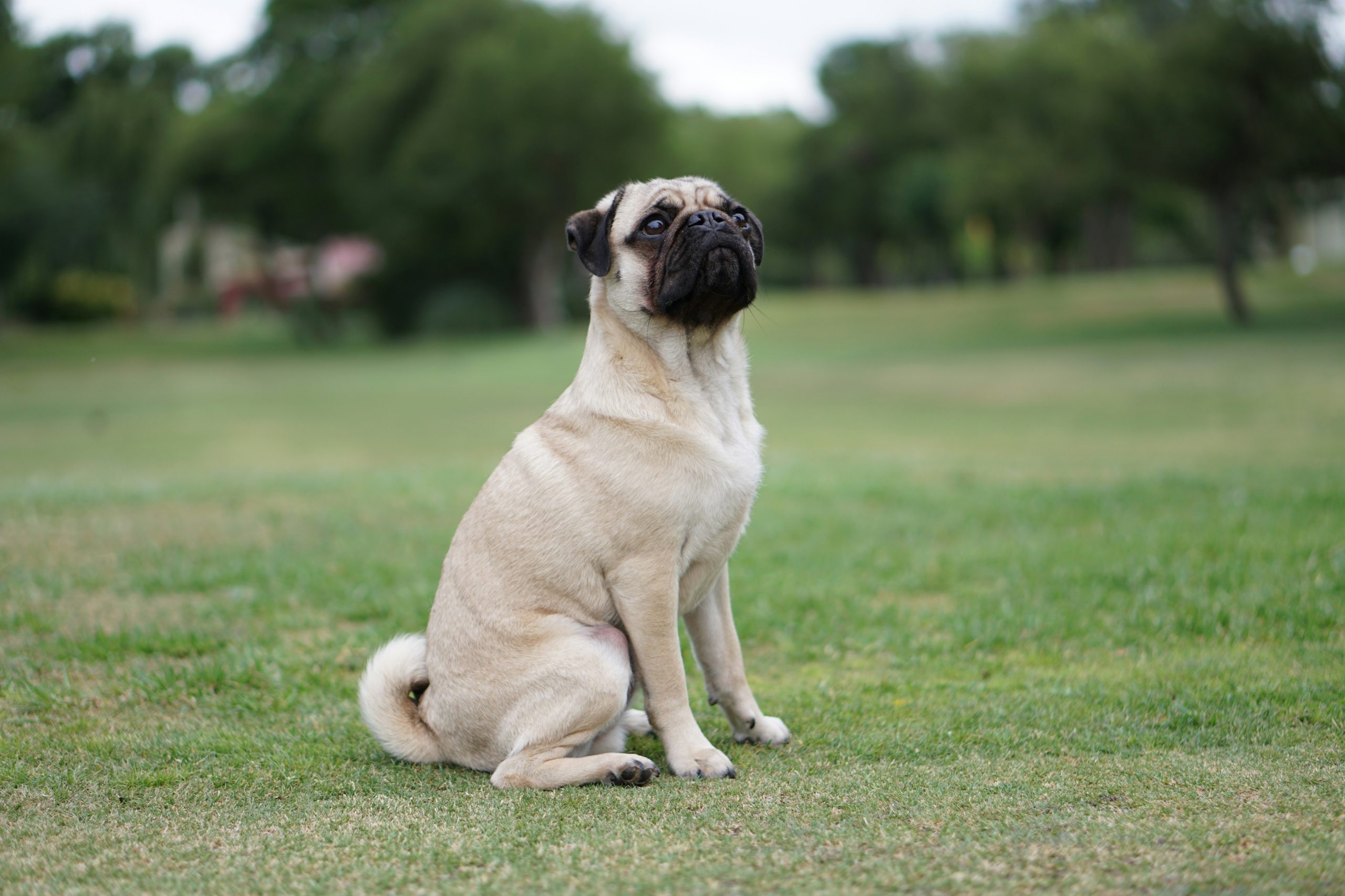 Pug