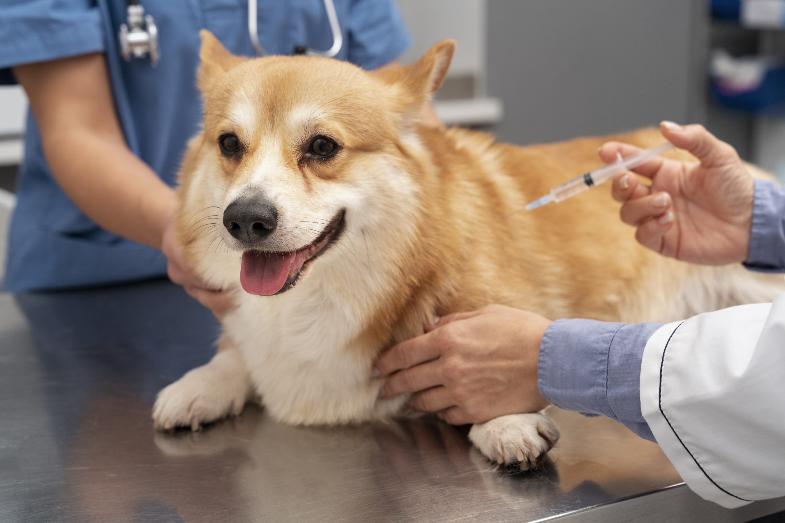 dog getting vaccinated