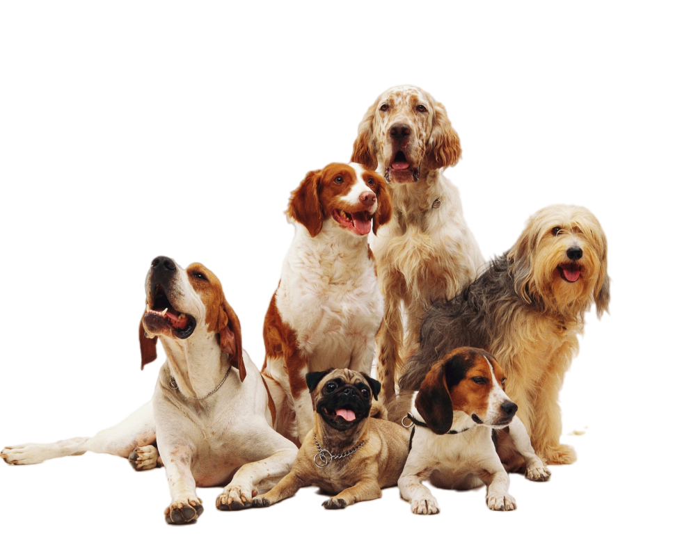 Common Dog Diseases In The Philippines What Every Pet Parent Should common-dog-diseases-in-the-philippines-what-every-pet-parent-should