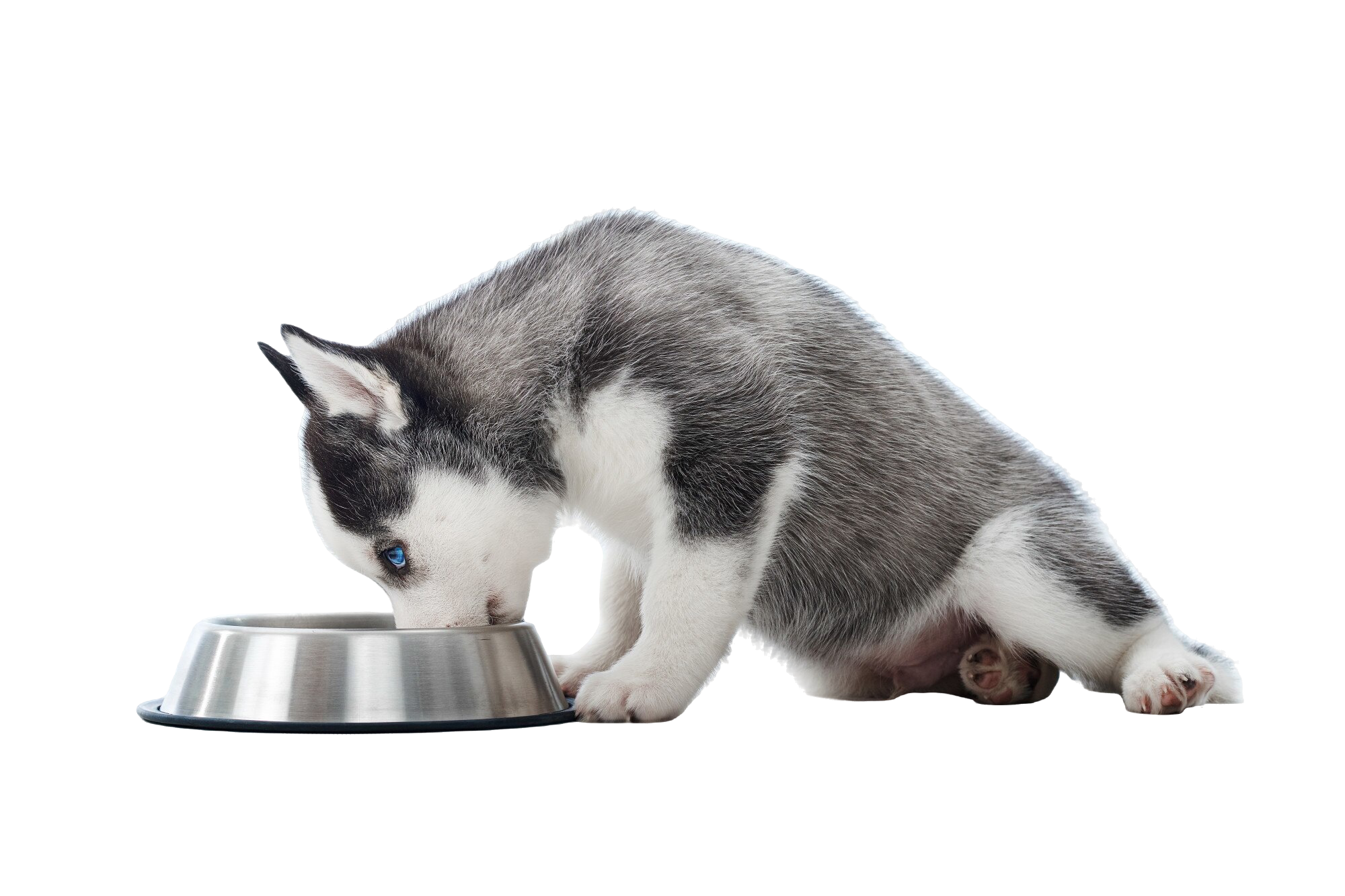 adorable-little-siberian-husky-puppy-sitting-isolated-white-eating-food-from-bowl