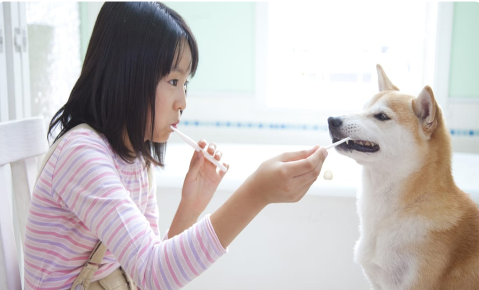 Pet Dental Care and Cleaning</p>
<p>