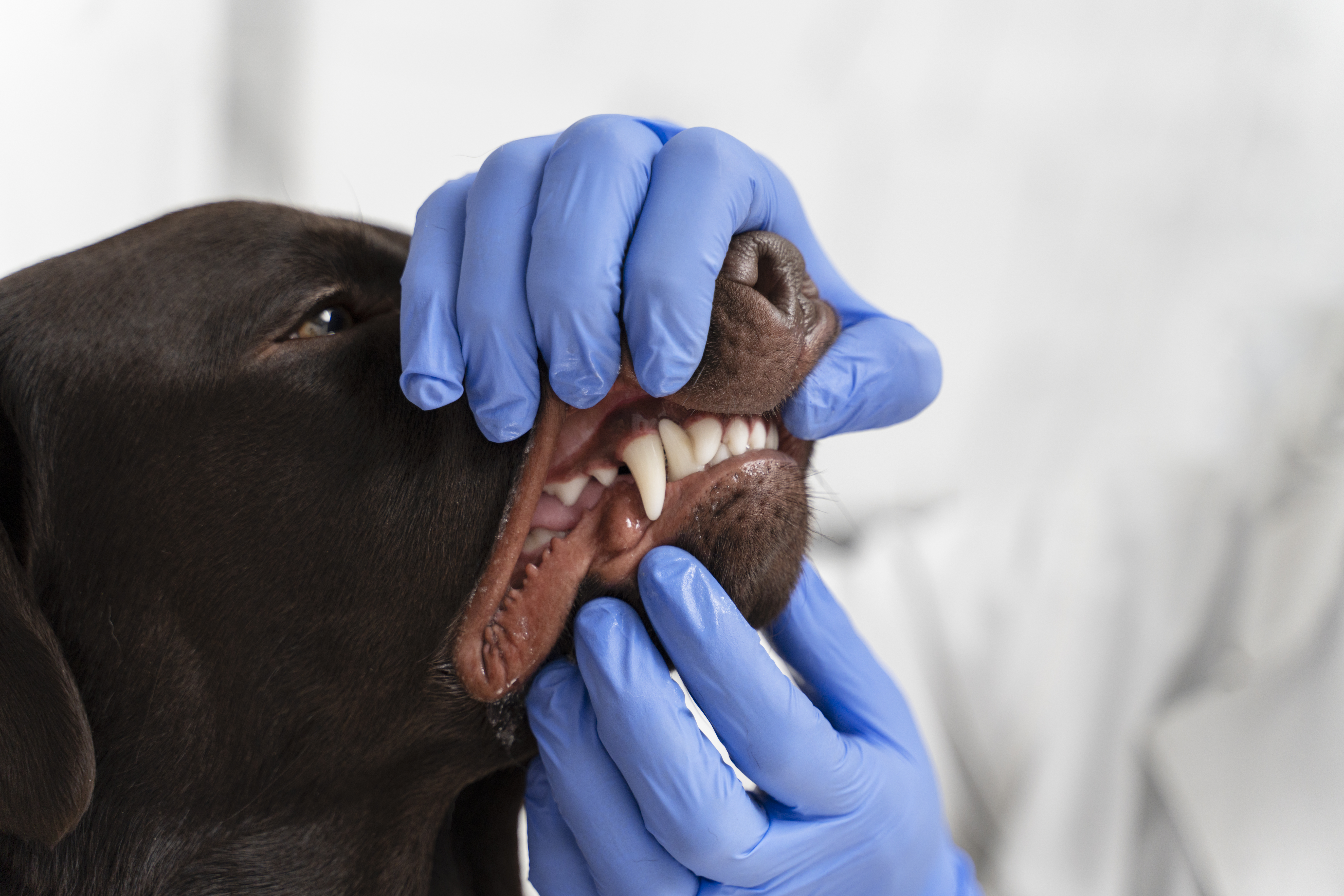 close-up-hands-checking-dog-s-mouth Vaccination Program