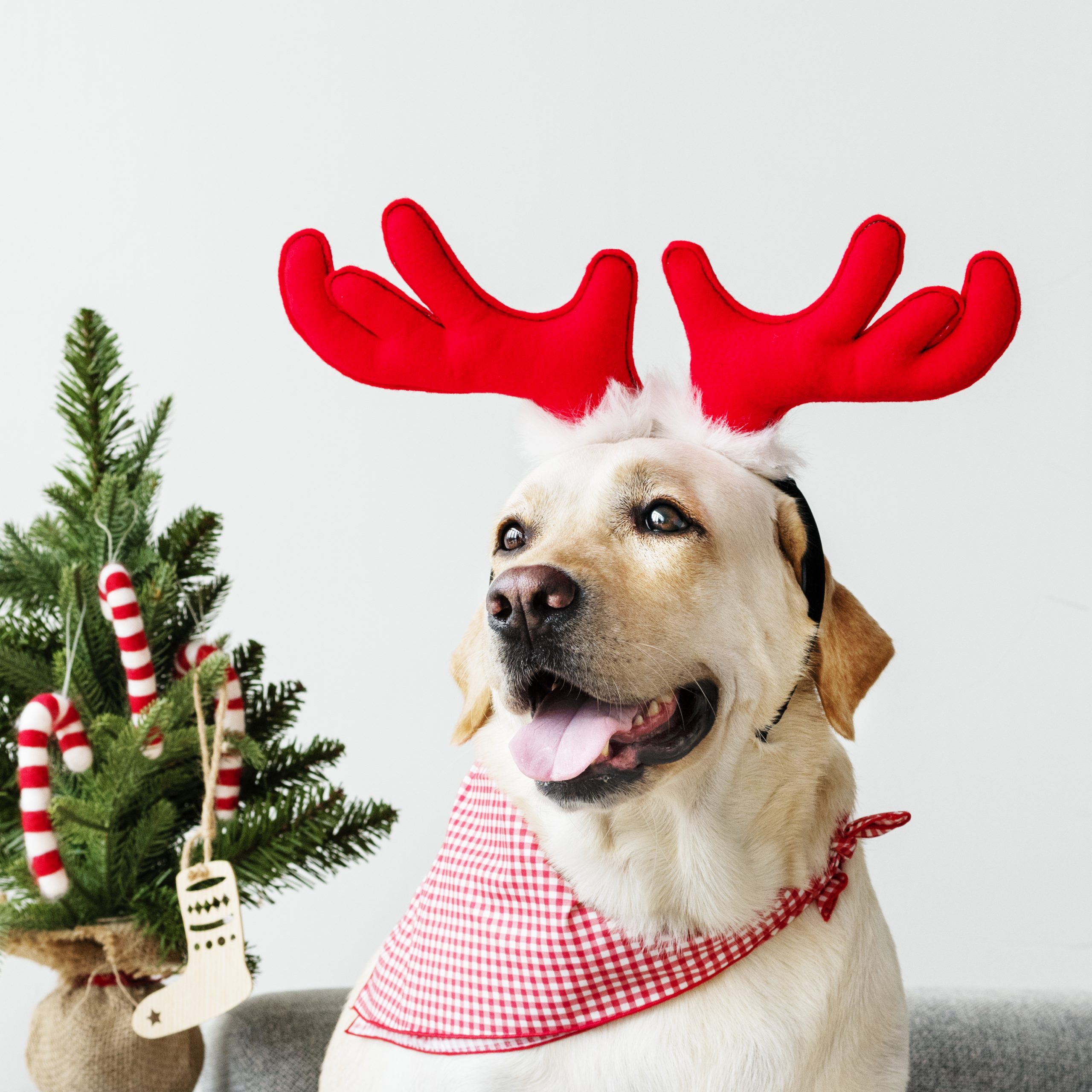Canis Prime -Cute Labrador Retriever wearing antlers, Christmas Holiday