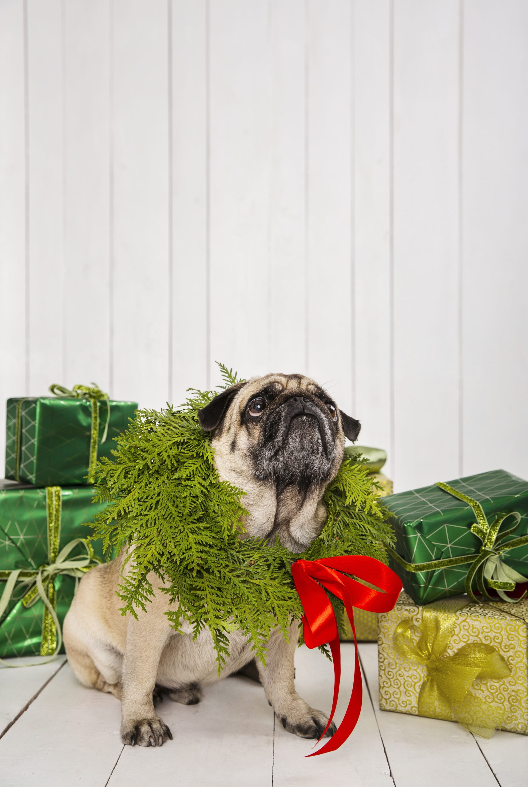 Canis Prime - Gifts with Dog