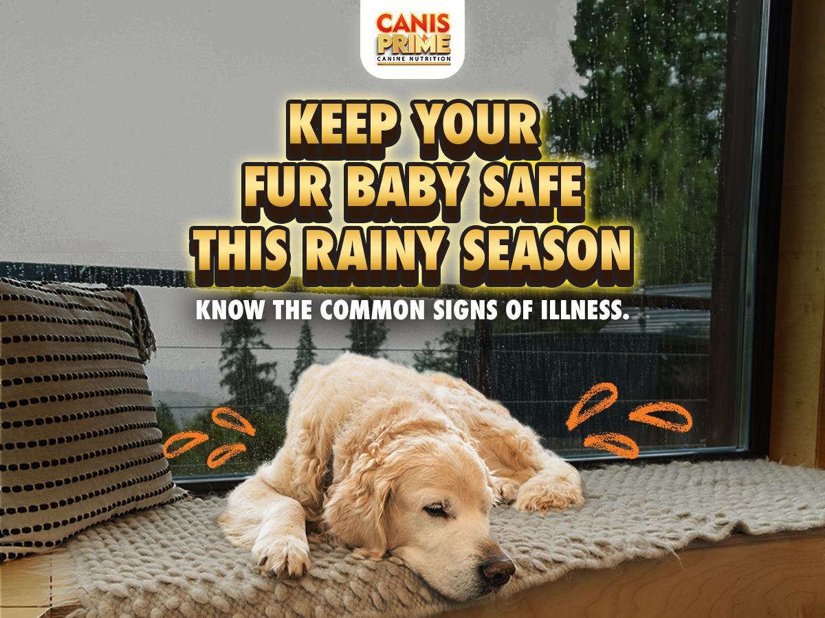 Common Dog Illnesses During Typhoon Season and What You Can Do-Canis Prime