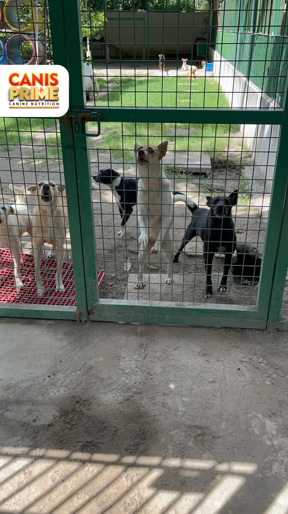 Dogs at AKF-Canis Prime