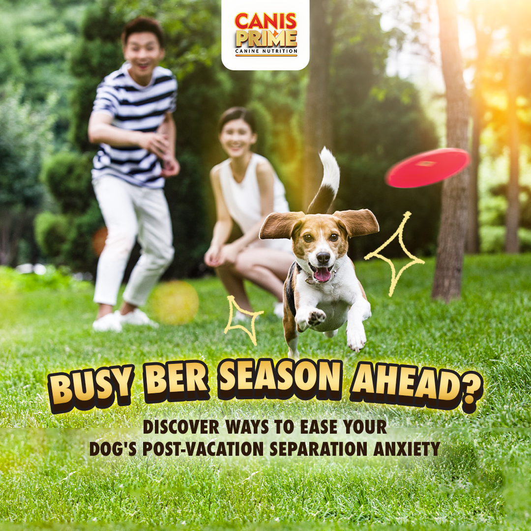 Common Dog Illnesses During Typhoon Season and What You Can Do-Canis Prime