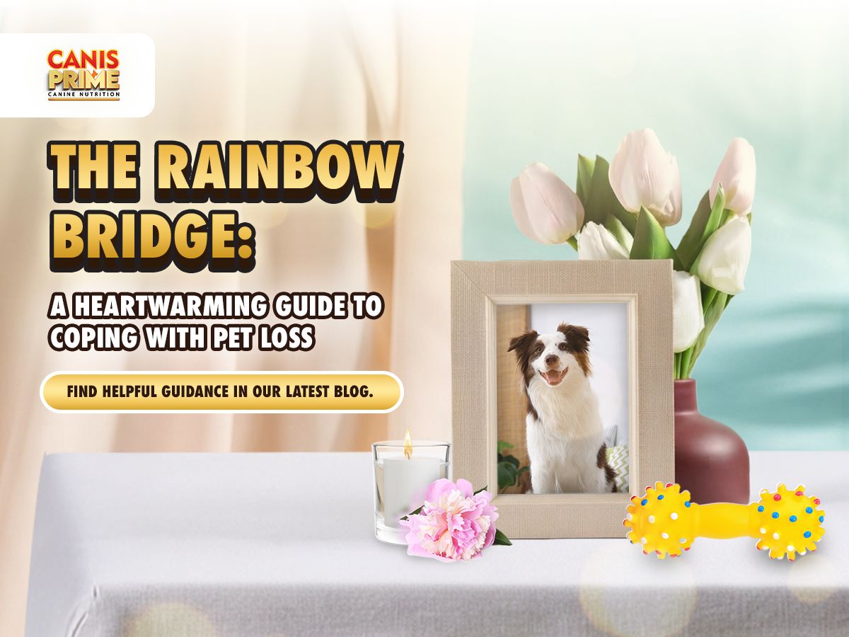 The Rainbow Bridge